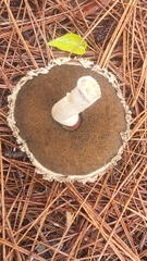 Boletellus ananas image
