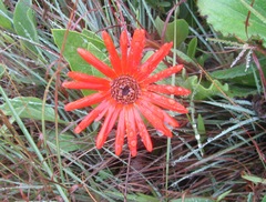 Gerbera aurantiaca