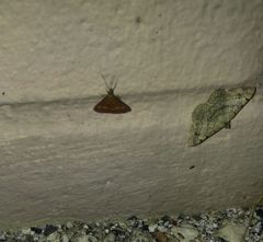 Pyrausta pseuderosnealis