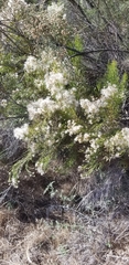 Baccharis sarothroides