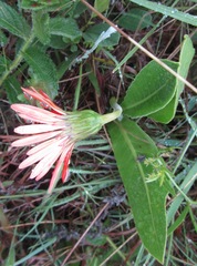 Gerbera aurantiaca