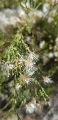 Baccharis sarothroides