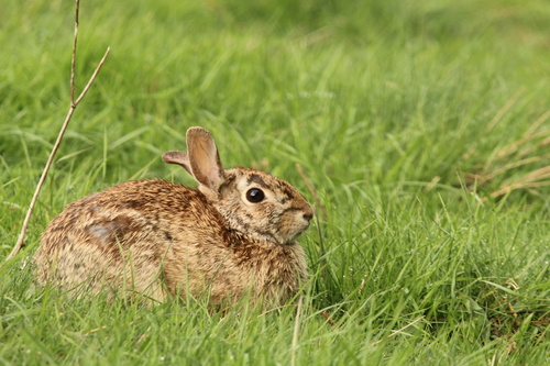 Appalachian Cottontail