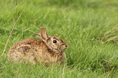Appalachian Cottontail photo 5