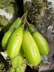 Averrhoa bilimbi image