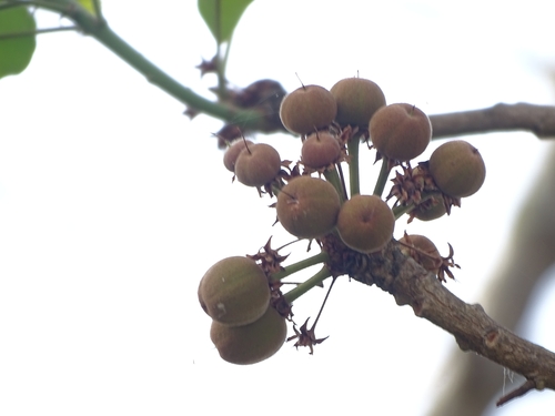 Shea Tree