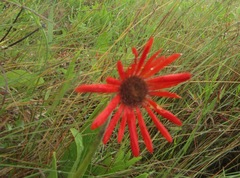 Gerbera aurantiaca