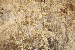 Pseudognaphalium microcephalum