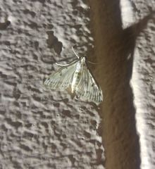 Parapoynx diminutalis