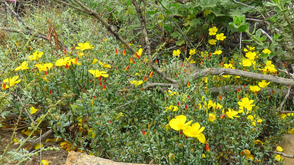 Linum