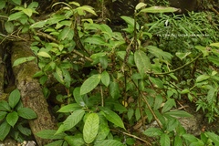 Dendrocnide