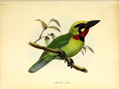 Black-Banded Barbet photo 3