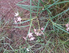 Asclepias cucullata cucullata