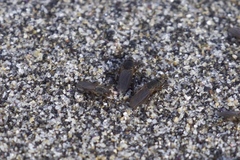 Coelopidae