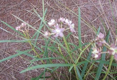Asclepias cucullata cucullata