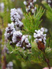 Spatalla mollis