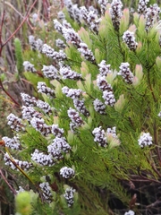 Spatalla mollis