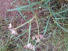 Asclepias cucullata cucullata