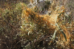 Cuscuta californica