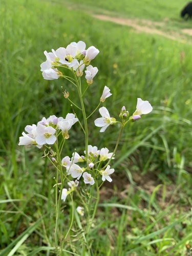 žerušnica lúčna (Cardamine pratensis)