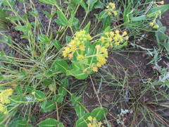 Xysmalobium prunelloides