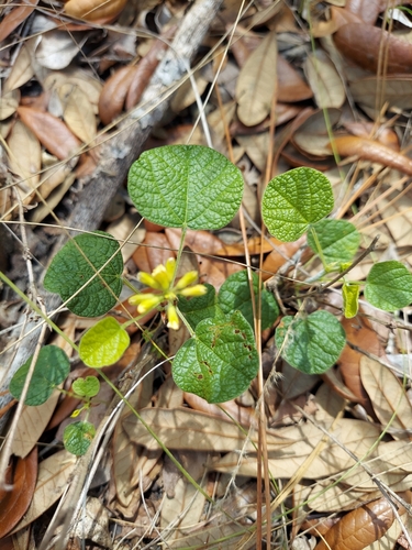 Image of Rhynchosia reniformis by (c) Athena Philips, some rights reserved (CC BY)