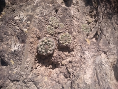 Strombocactus disciformis disciformis