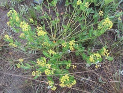 Xysmalobium prunelloides