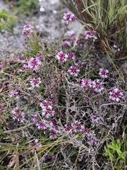 Lobelia jasionoides