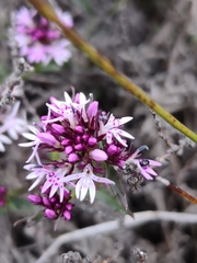 Lobelia jasionoides