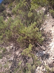 Dyscritothamnus filifolius