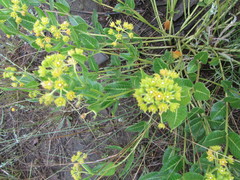 Xysmalobium prunelloides