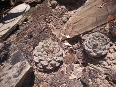 Strombocactus disciformis disciformis