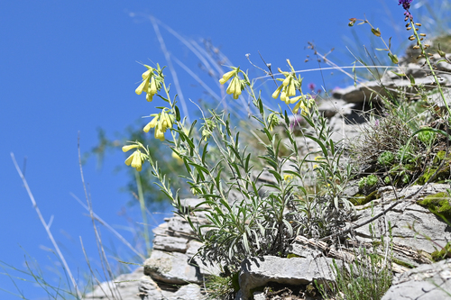 Onosma heterophylla