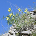 Onosma heterophylla - Photo (c) josefwirth,  זכויות יוצרים חלקיות (CC BY-NC), הועלה על ידי josefwirth
