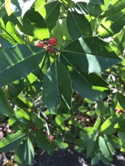 Ilex opaca