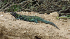 Liolaemus zapallarensis