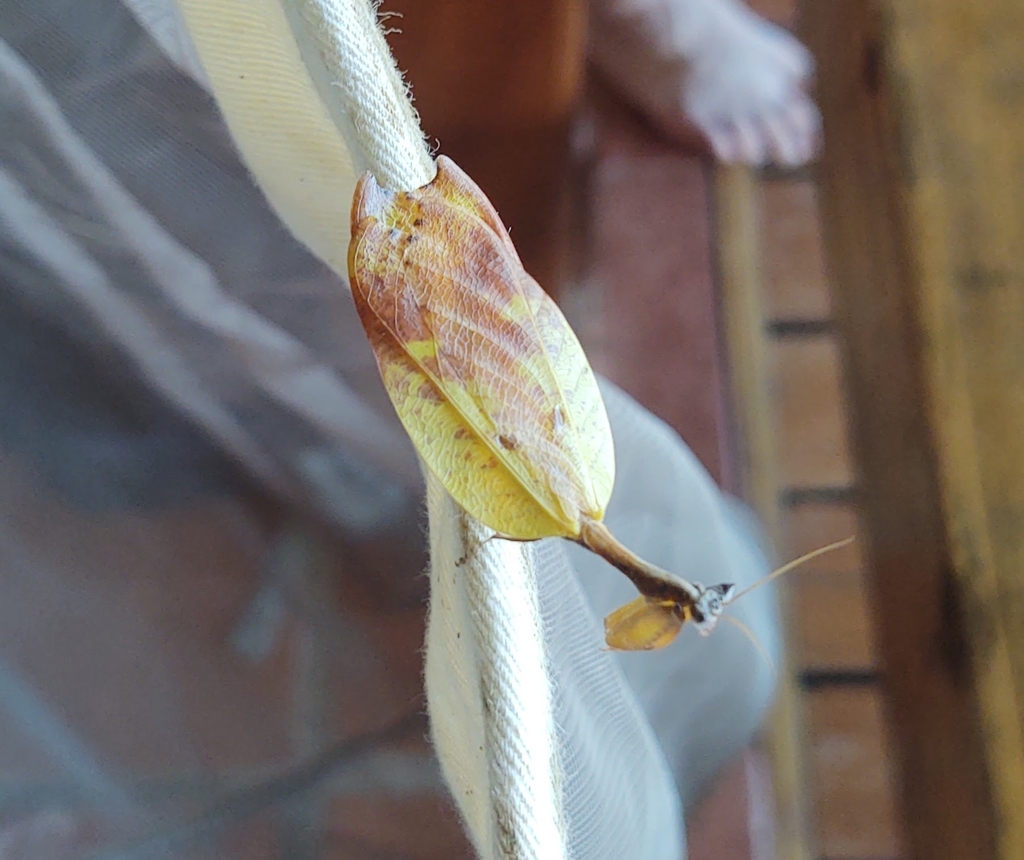 Metilia brunnerii