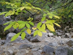 Fraxinus cuspidata