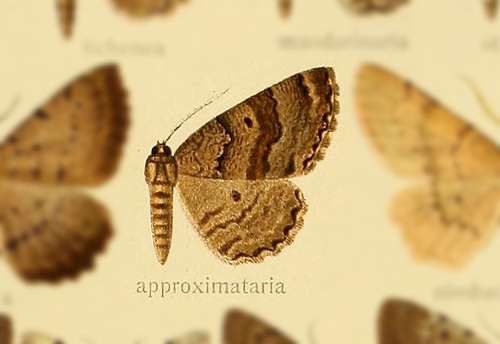 Hirasa approximaria