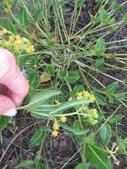 Xysmalobium prunelloides