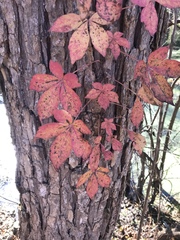 Parthenocissus quinquefolia