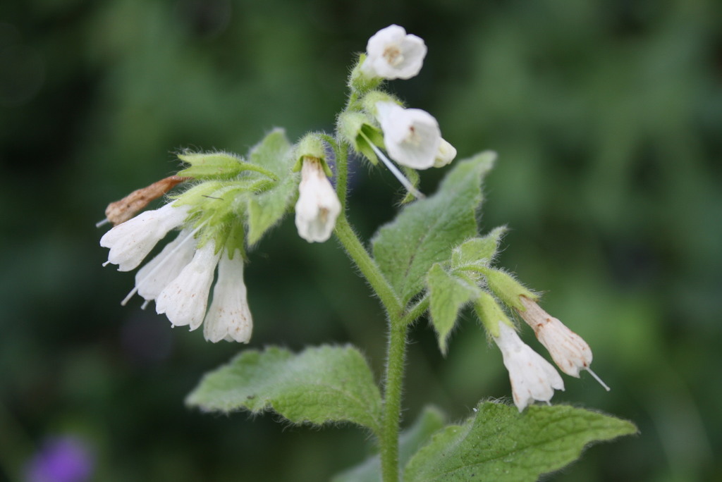 Symphytum orientale — a medium houseplant, prefers partial sun light