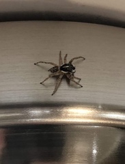 Menemerus semilimbatus