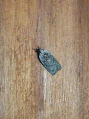 Phaeosaces compsotypa