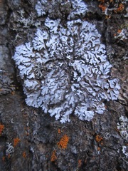 Physconia isidiigera