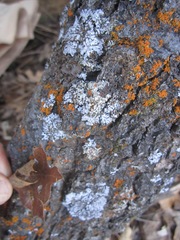 Physconia isidiigera