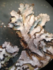 Physconia isidiigera