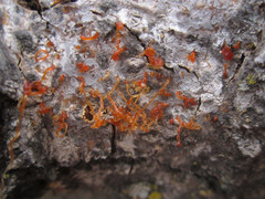 Cytospora chrysosperma