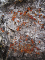 Cytospora chrysosperma